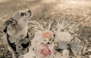 Tia at our wedding with flowers on her collar